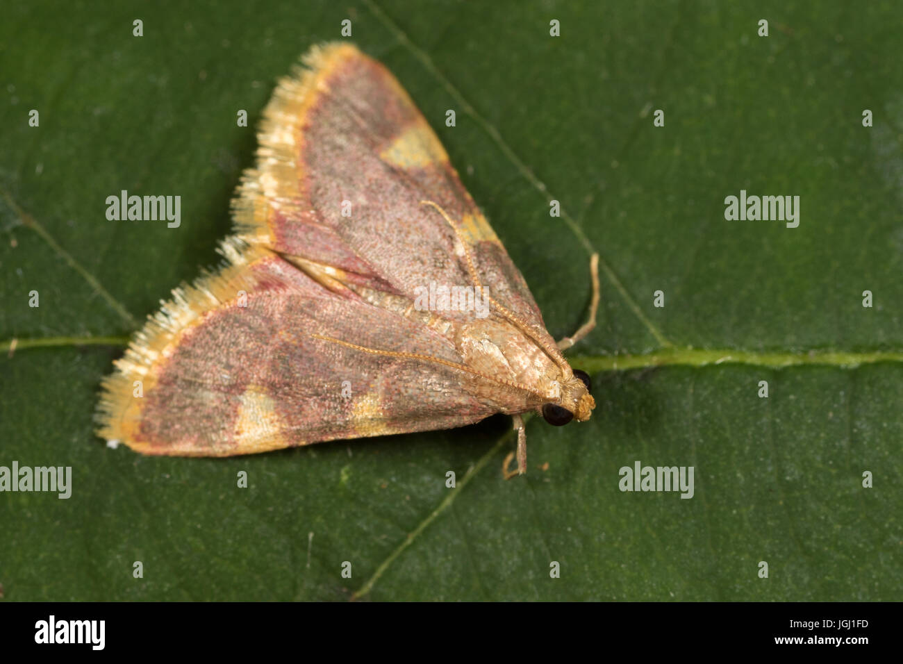 Il Triangolo d'oro (Hypsopygia costalis) moth Foto Stock