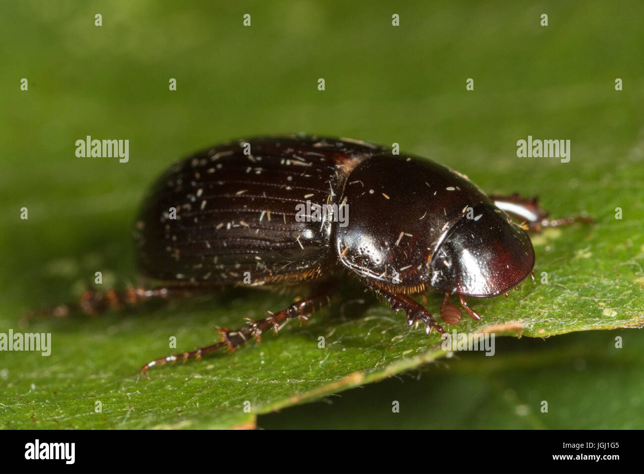Scarabeo scarabeo Aphodius (sp). Foto Stock