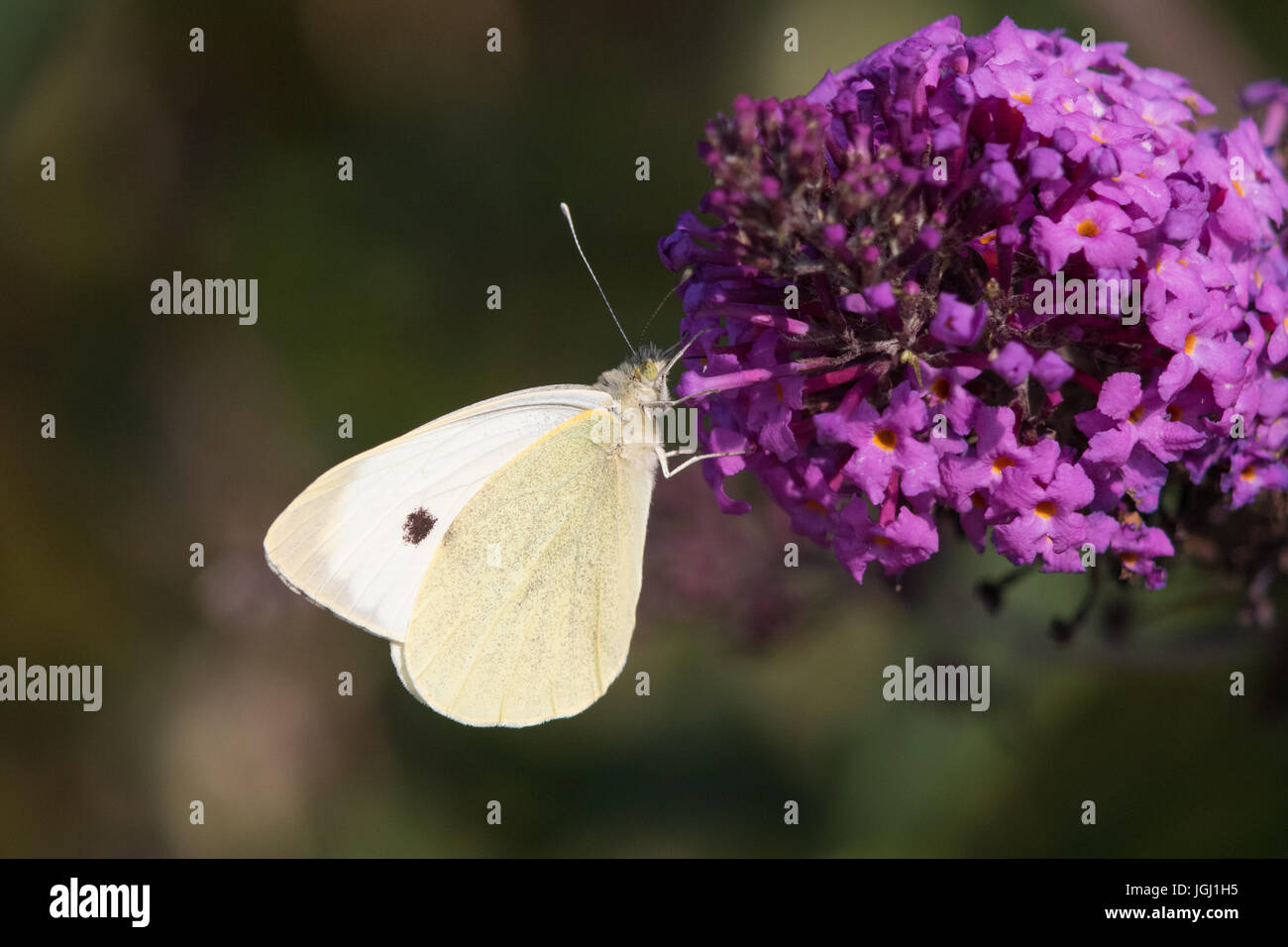 Maschio bianco grande farfalla (Sarcococca brassicae) alimentazione sui fiori di una farfalla-bush (Buddleja davidii) Foto Stock