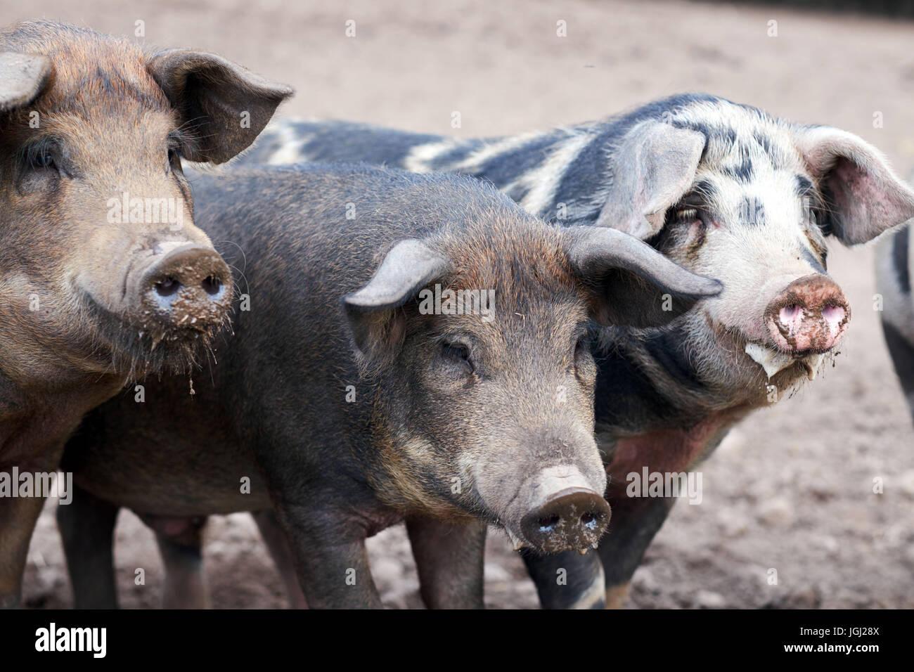 Maialino (Sus scrofa domestica) presso un'azienda agricola biologica Foto Stock