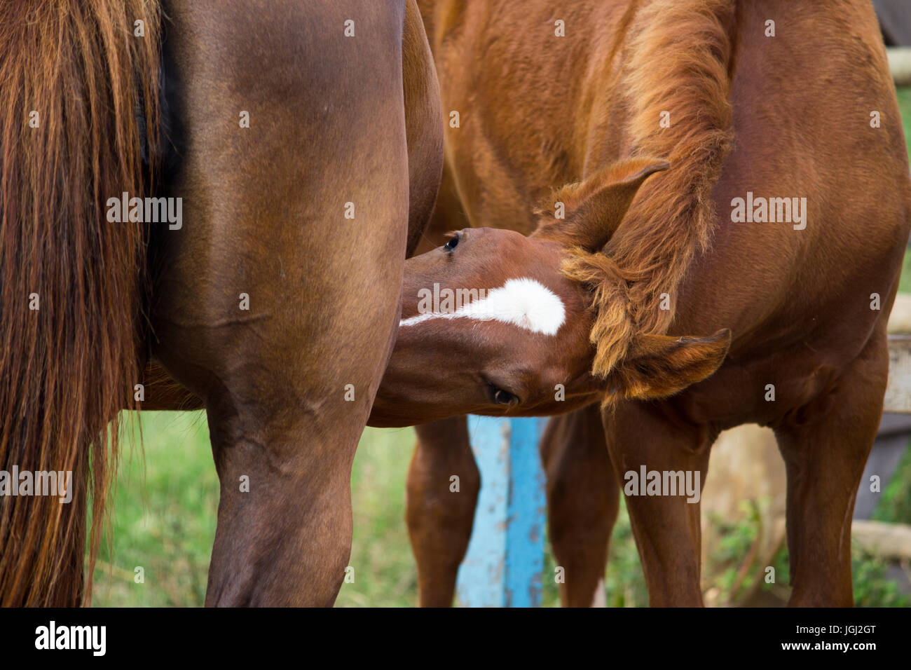 Chestnut mare lattante puledro Foto Stock
