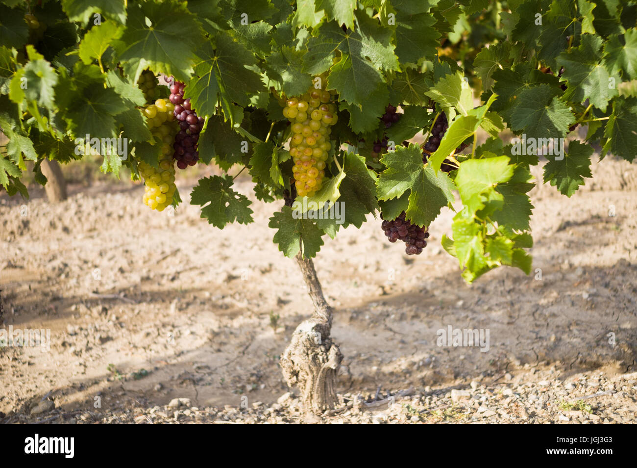 Vista di una pianta di vite con più uve bianche e rosse e foglie in una vigna francese del Diois regione Foto Stock