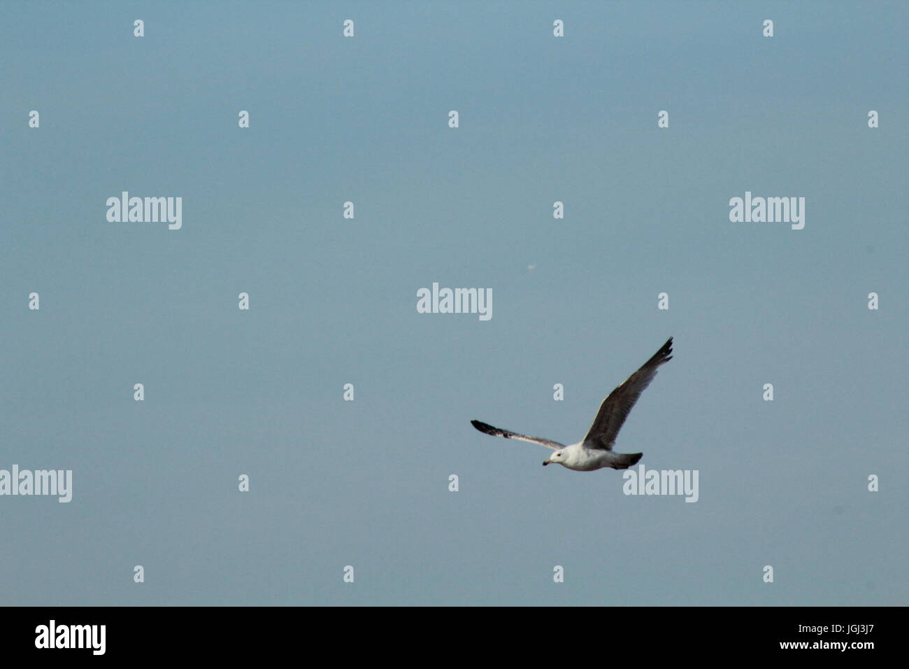 Seagull in volo nel cielo blu Foto Stock