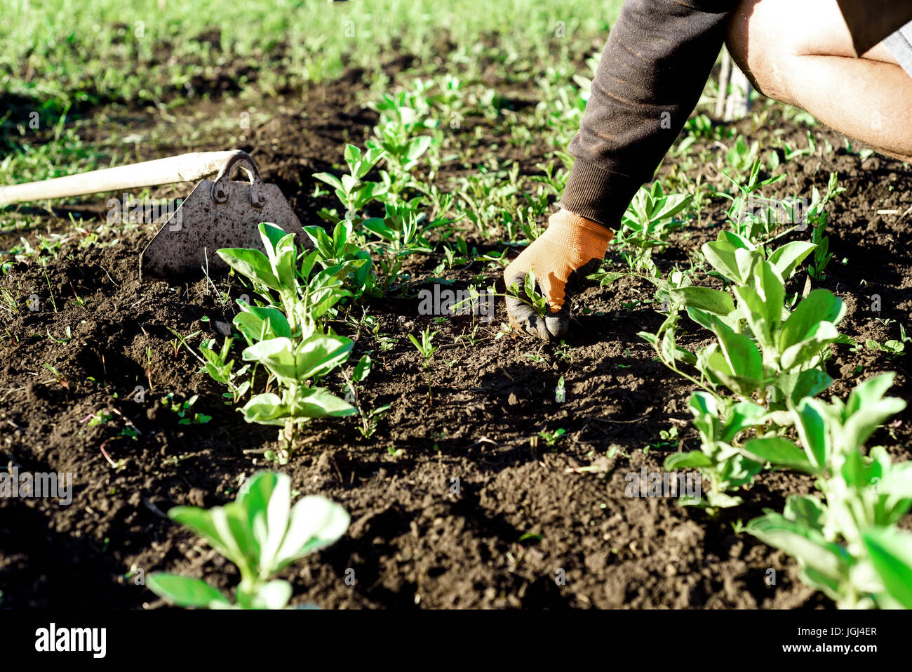 Uomo che indossa guanti da giardinaggio erbacce il terreno con le mani e  una mano zappa vicino a un largo bean di fila Foto stock - Alamy