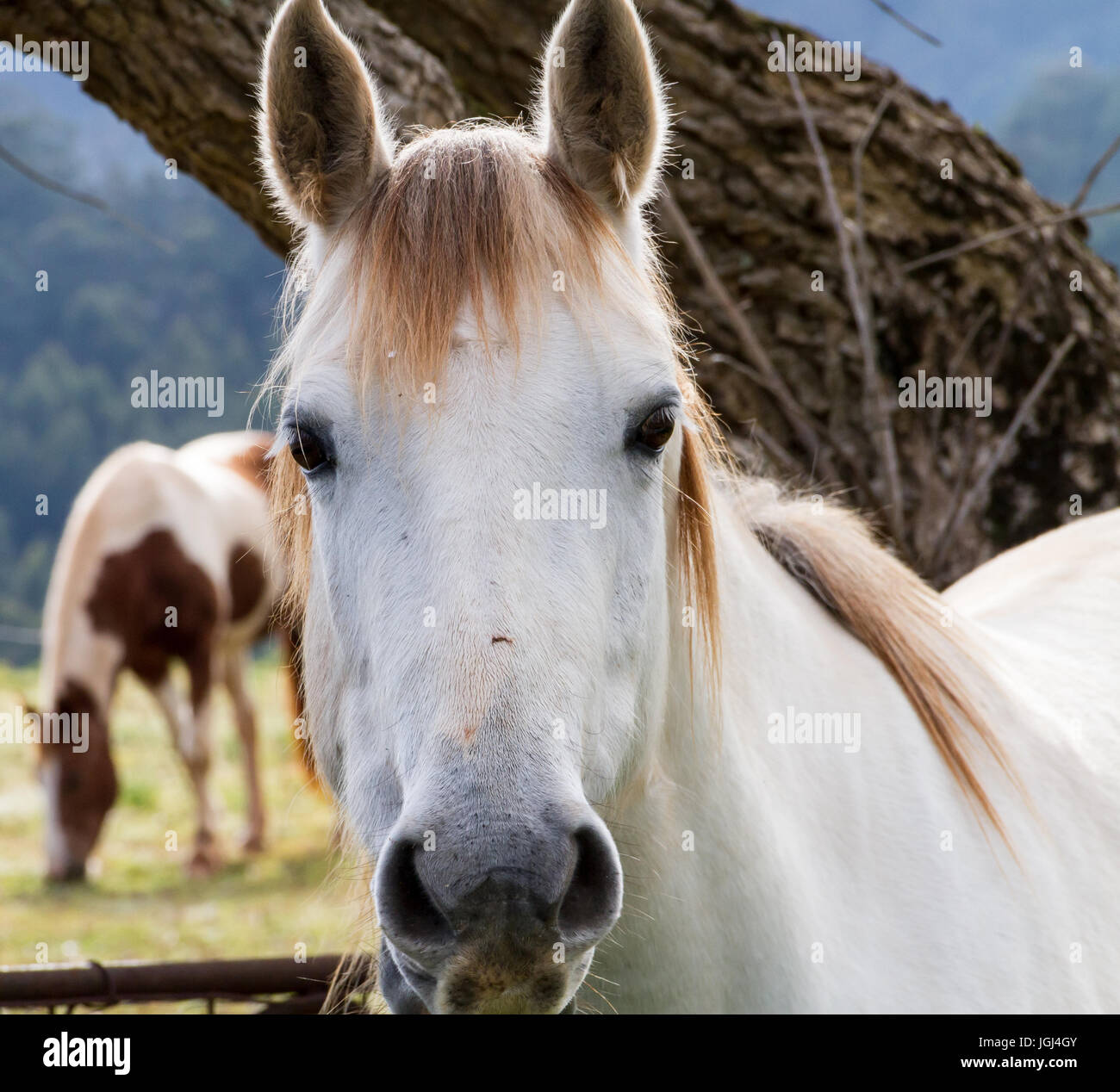 Close up di un colore bianco o grigio cavallo di guardare direttamente l'obiettivo della creazione di una connessione con il visualizzatore come esso sfiora con un compagno pezzati in un prato Foto Stock