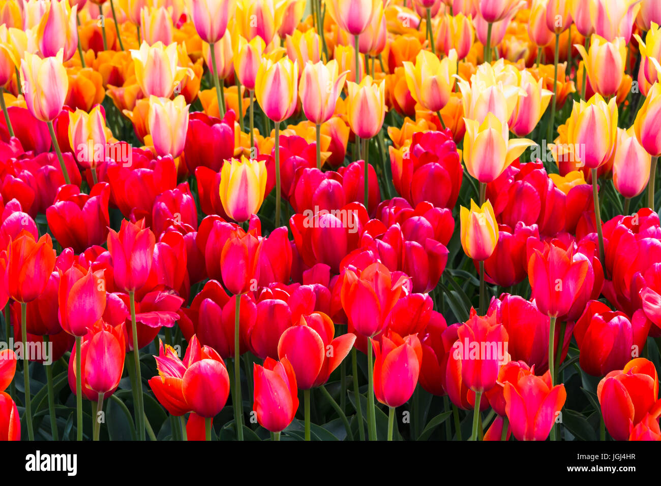 Close up di tulipani nel giardino con petali quasi riempiendo il telaio Foto Stock