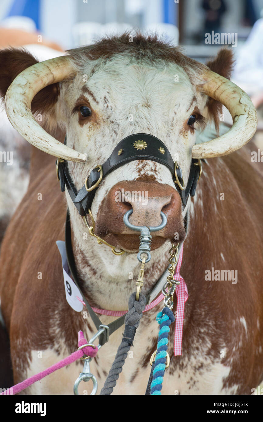 Bos primigenius. Inglese Longhorn bull in mostra a Hanbury paese mostrano, Worcestershire. Regno Unito Foto Stock