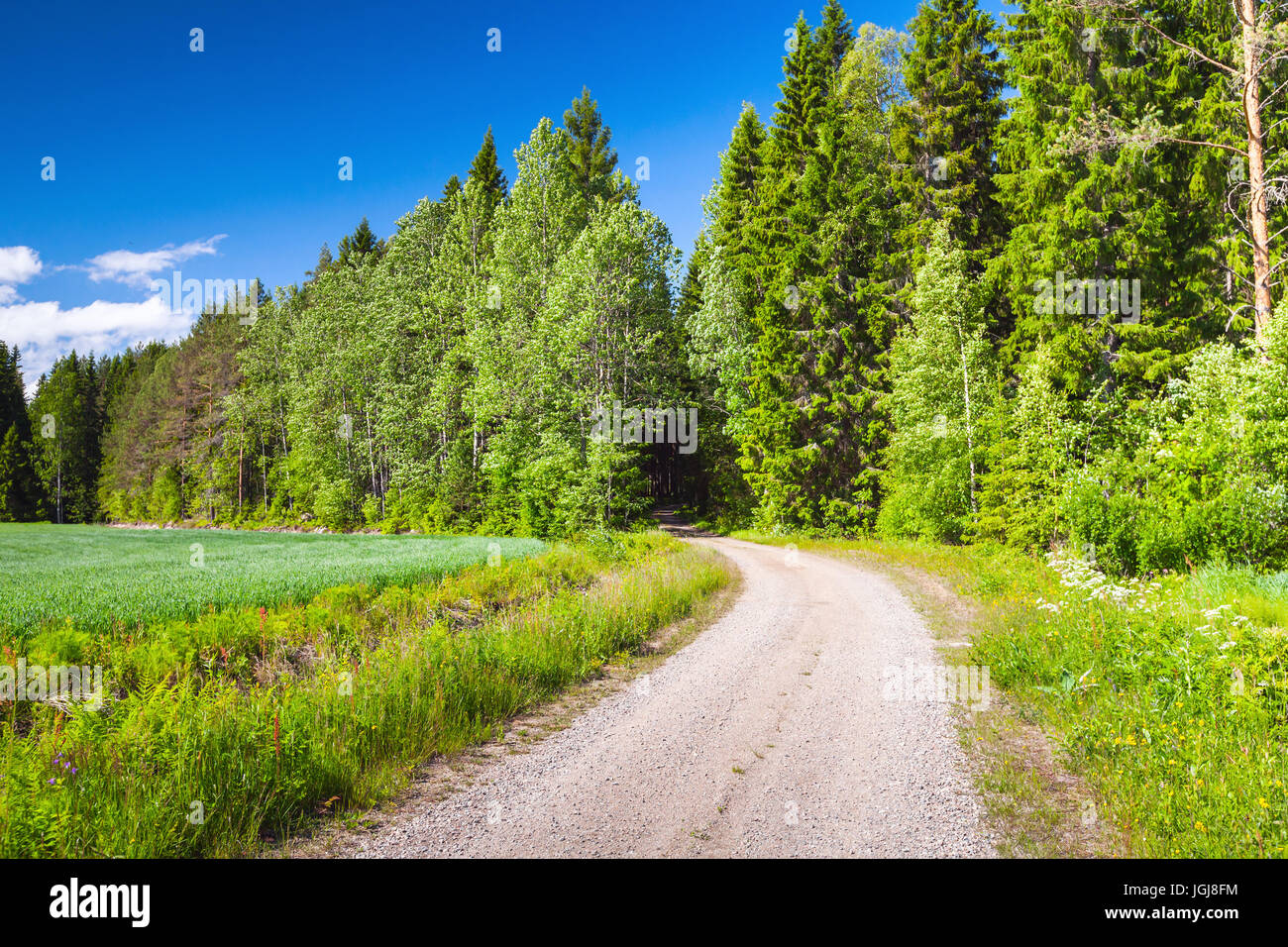 Girare a vuoto su strada rurale vicino a campo verde sotto il cielo blu in una luminosa giornata estiva. Paesaggio vuoto foto di sfondo di Finlandia Foto Stock