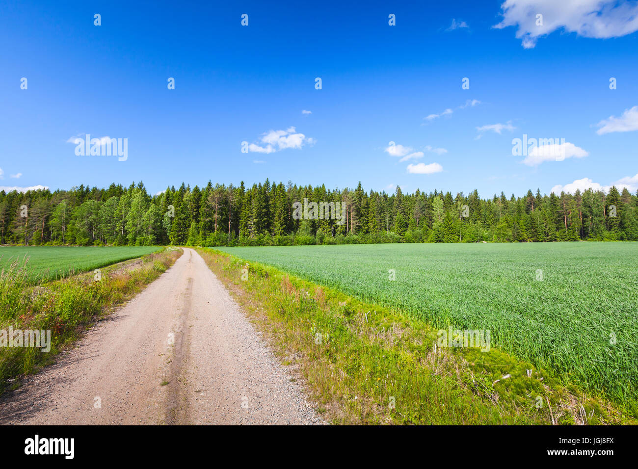 Stretto vuoto strada rurale vicino a campo verde sotto il cielo blu con nuvole in una luminosa giornata estiva. Paesaggio vuoto foto di sfondo di Finlandia Foto Stock