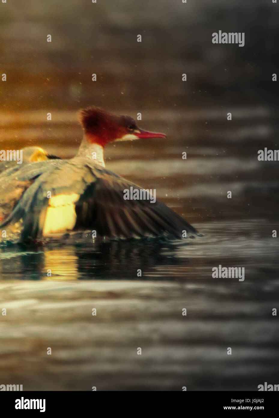 Difficile il decollo diving uccelli. Dynamic shot: smergo maggiore ( Mergus merganser), esecuzione di avviare delle fontane spray Foto Stock