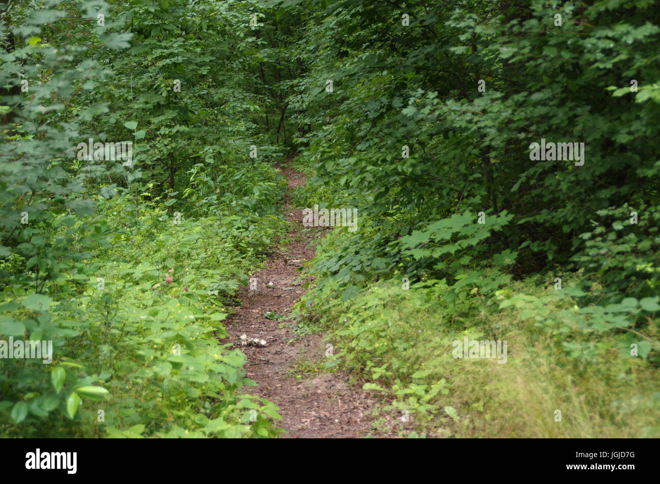 Grintoso percorso a piedi nella fitta foresta Foto Stock