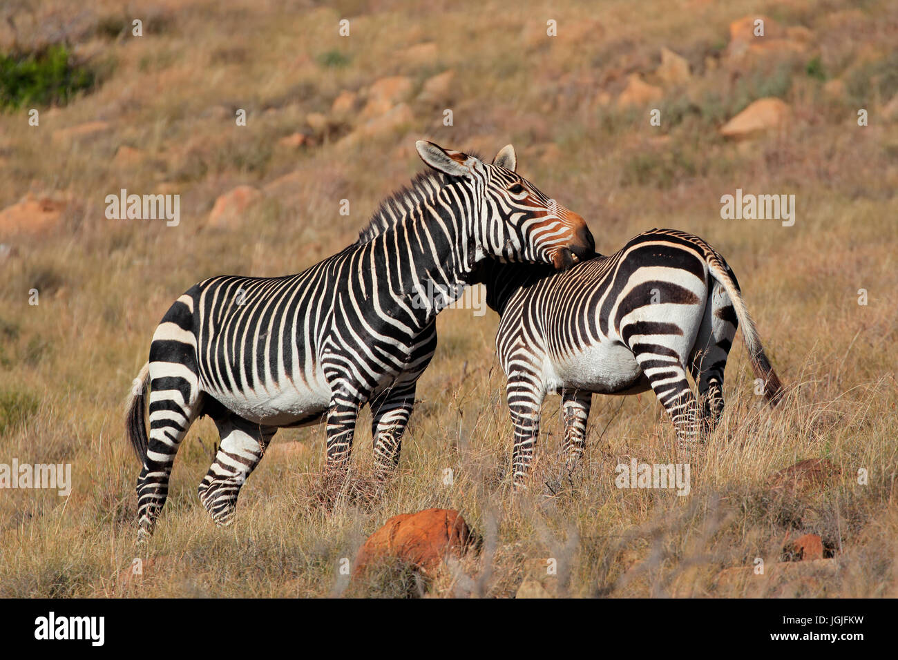 Capo zebre di montagna (Equus zebra) in habitat naturale, Mountain Zebra National Park, Sud Africa Foto Stock