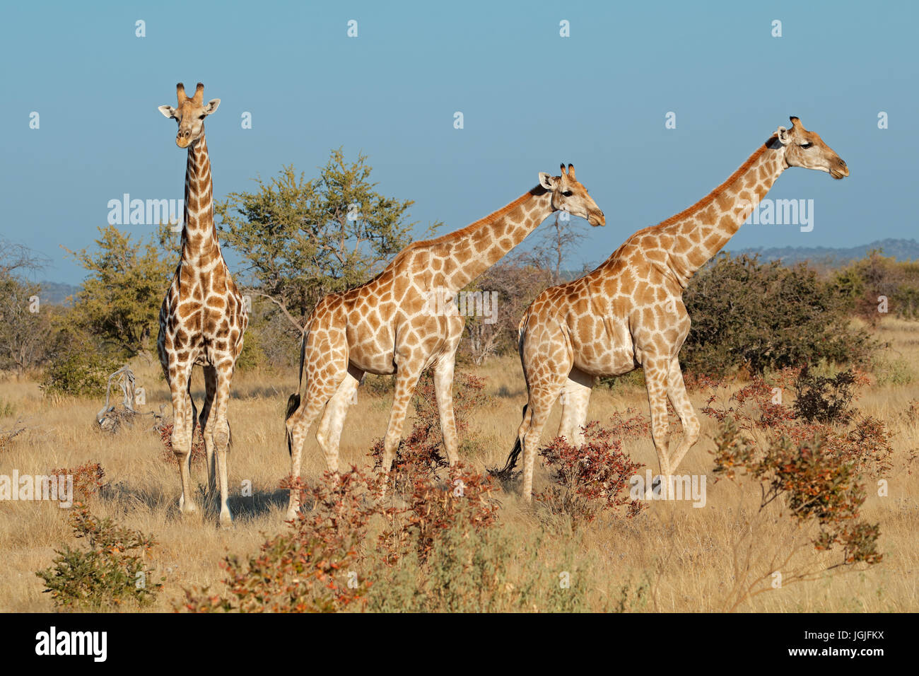 Giraffe (Giraffa camelopardalis) in habitat naturale, il Parco Nazionale di Etosha, Namibia Foto Stock