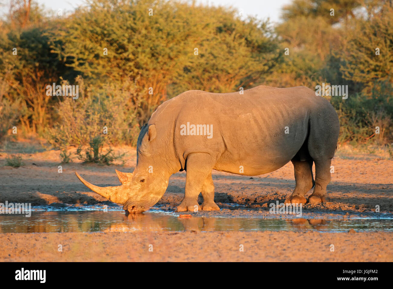Rinoceronte bianco (Ceratotherium simum) acqua potabile nel tardo pomeriggio di luce, Sud Africa Foto Stock