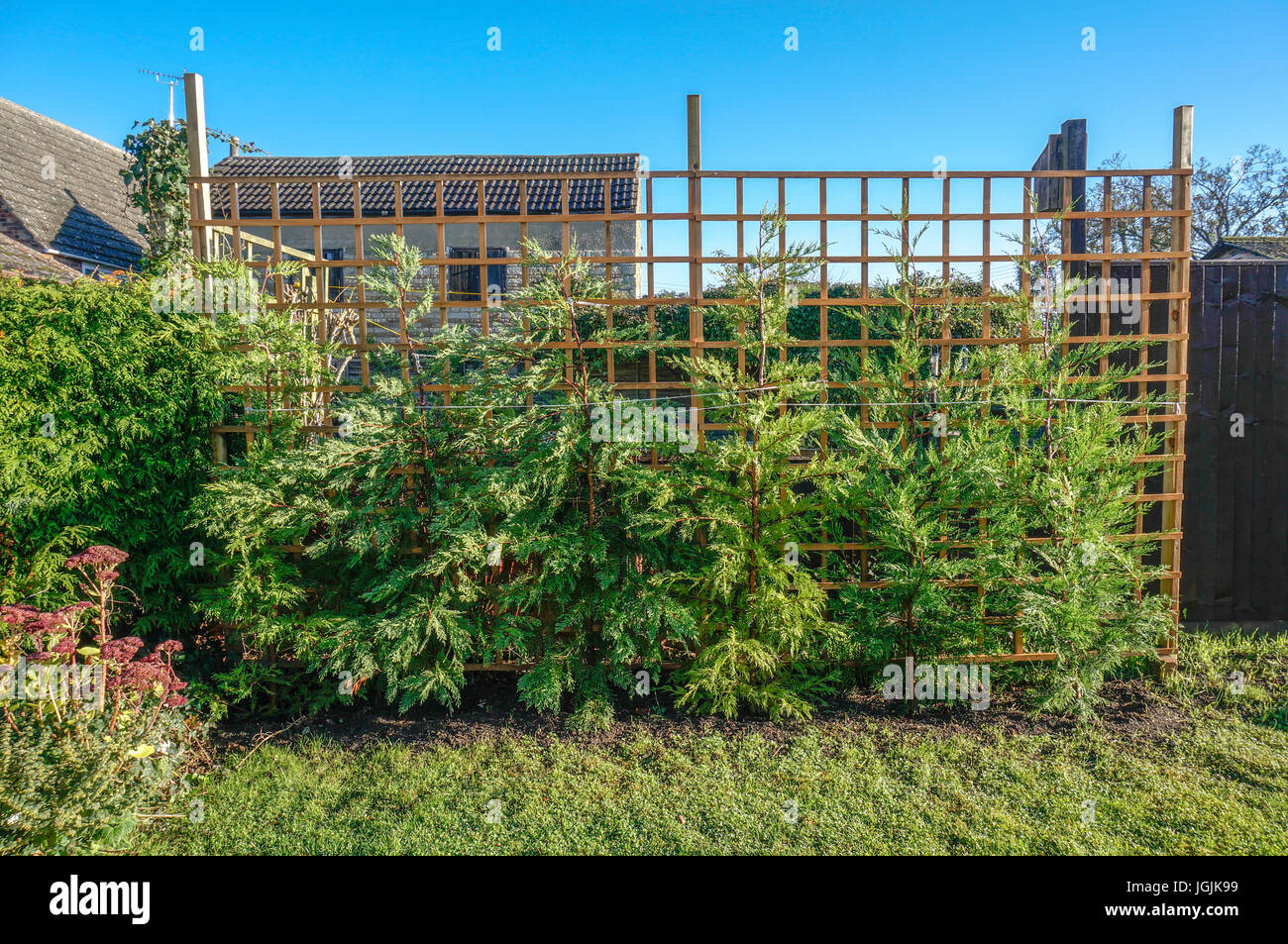 Una fila di recente piantato Leylandii conifere, sostenuto contro i pergolati in legno in un giardino soleggiato, contro un cielo blu chiaro. Inghilterra, Regno Unito. Foto Stock