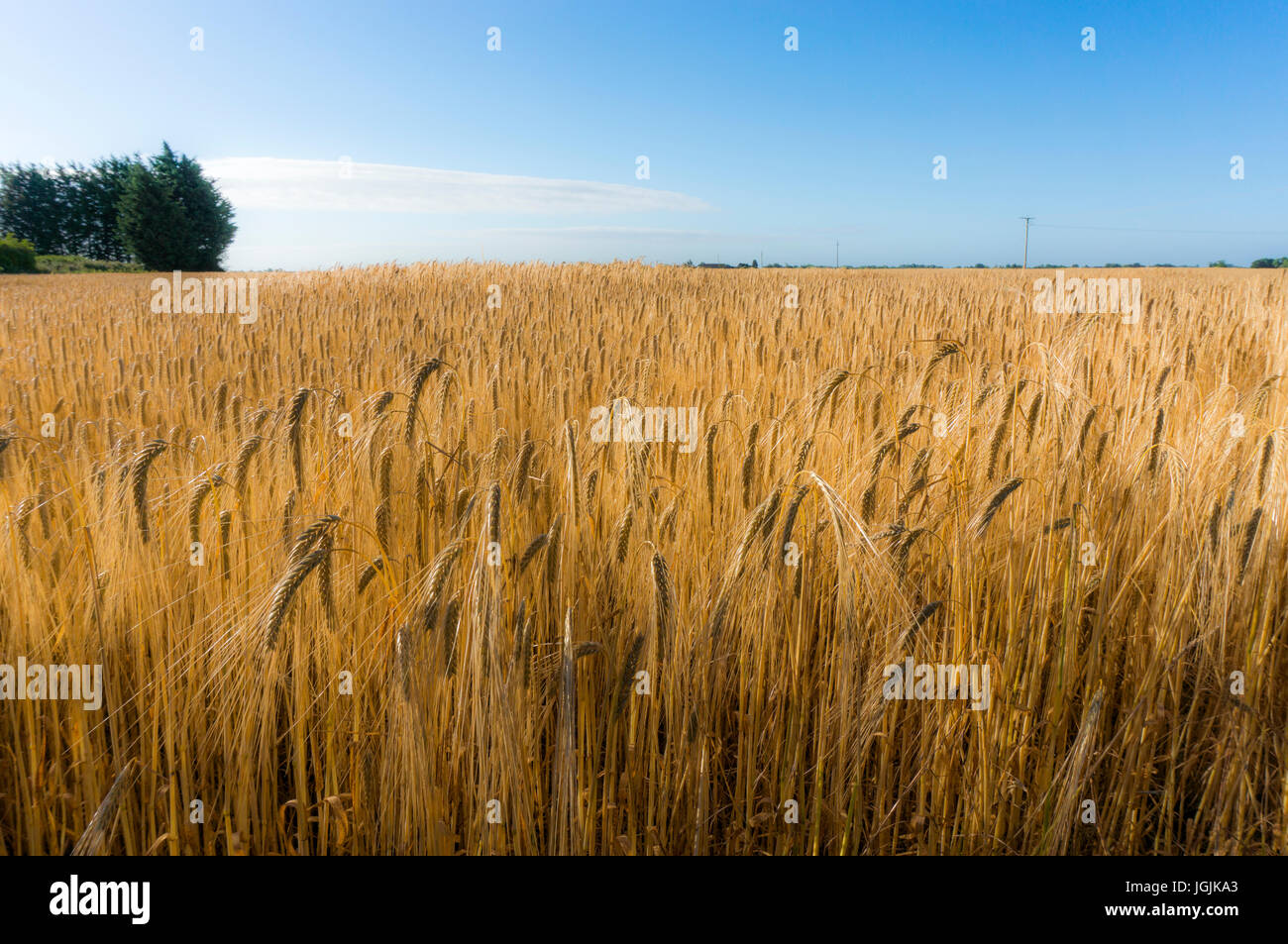 Una coltura di grano in un campo, contro un cielo blu, inizio su una mattina d'estate, Langtoft, Lincolnshire, Inghilterra, Regno Unito. Foto Stock