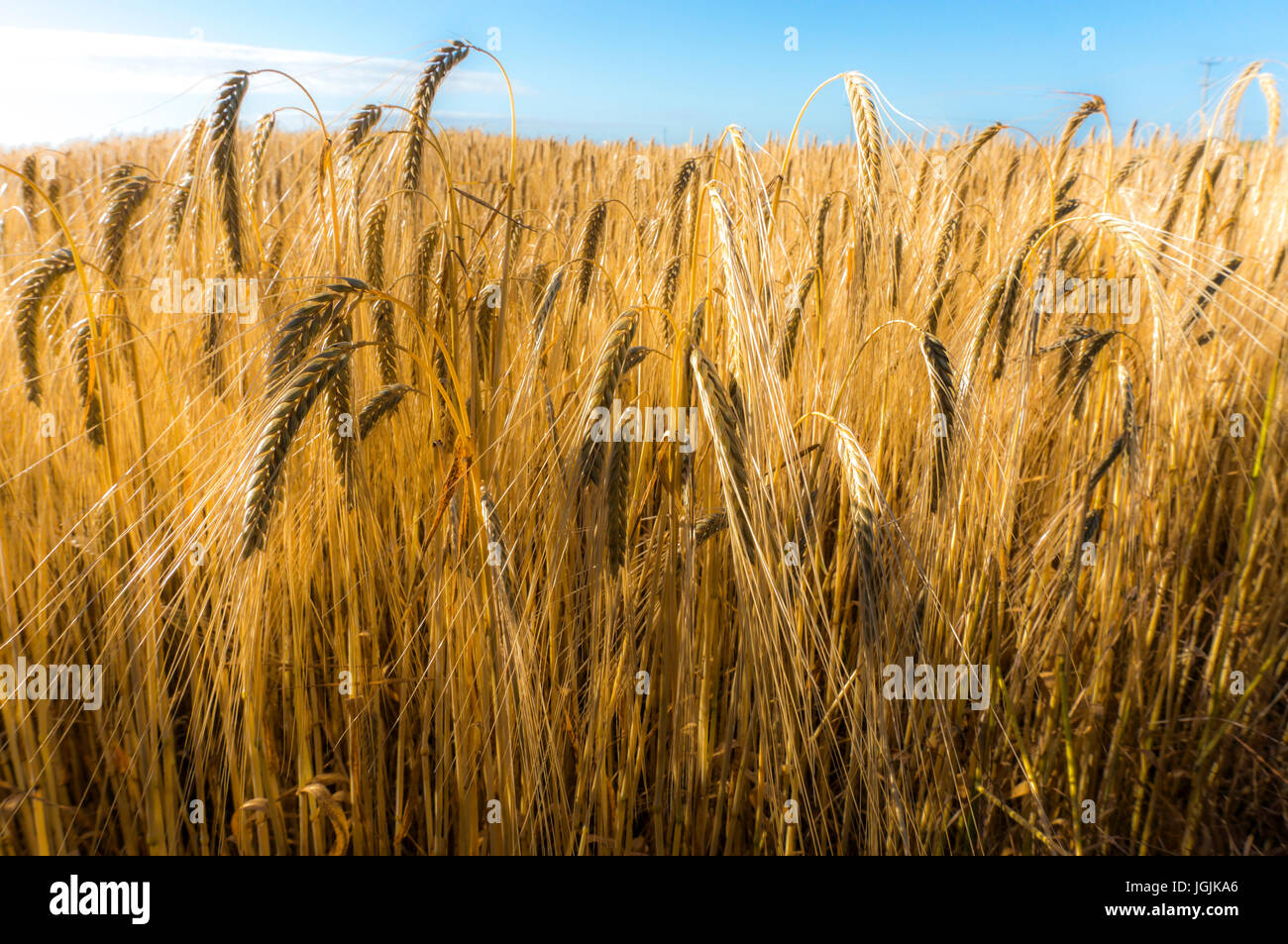 Una chiusura di un raccolto di grano che cresce in un campo molto presto una mattina d'estate, Langtoft, Lincolnshire, Inghilterra, Regno Unito. Foto Stock