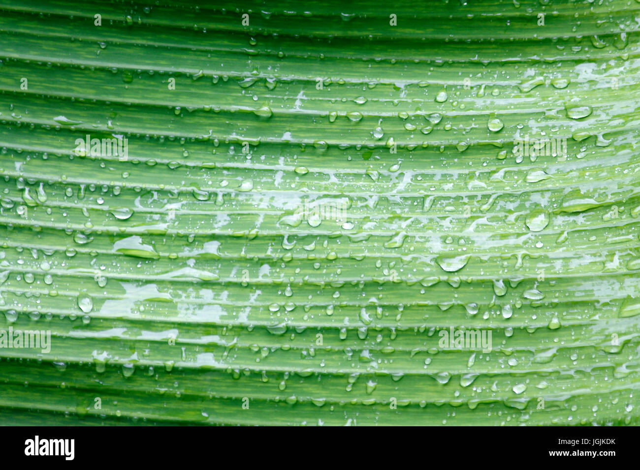 Gocce d'acqua Foto Stock