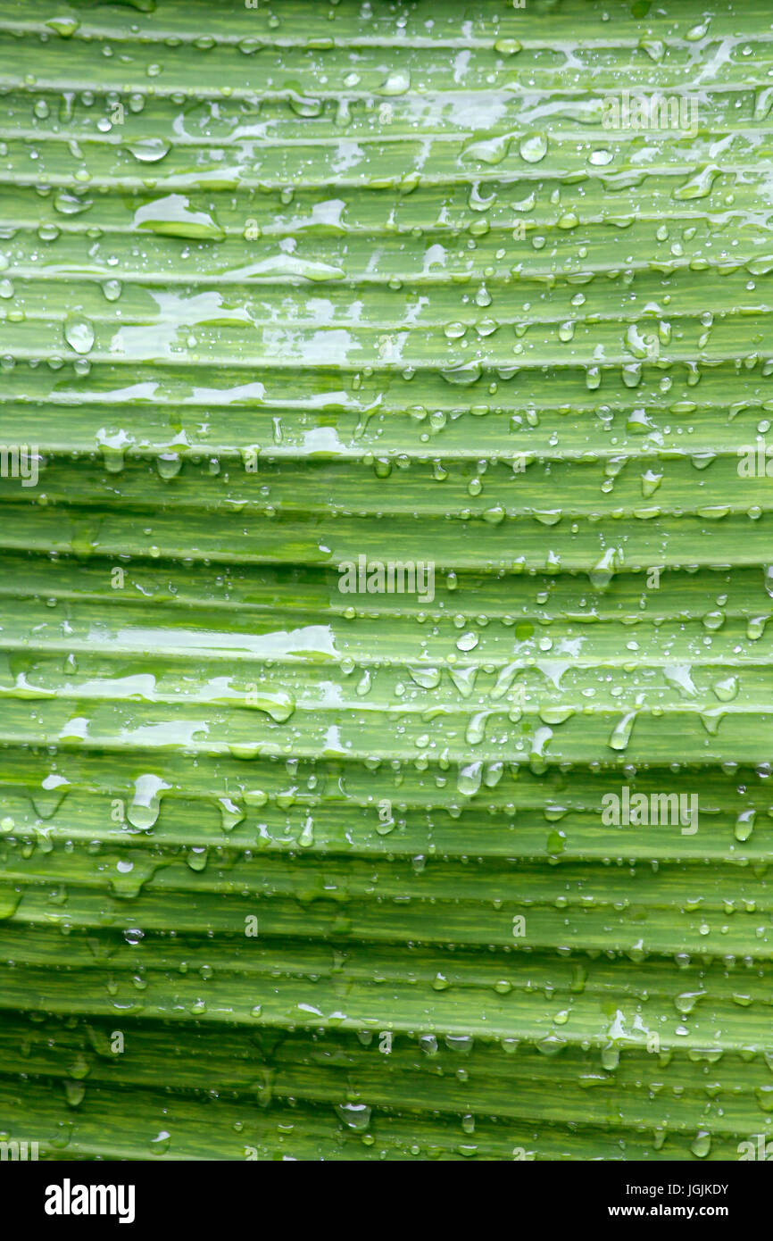 Gocce d'acqua Foto Stock