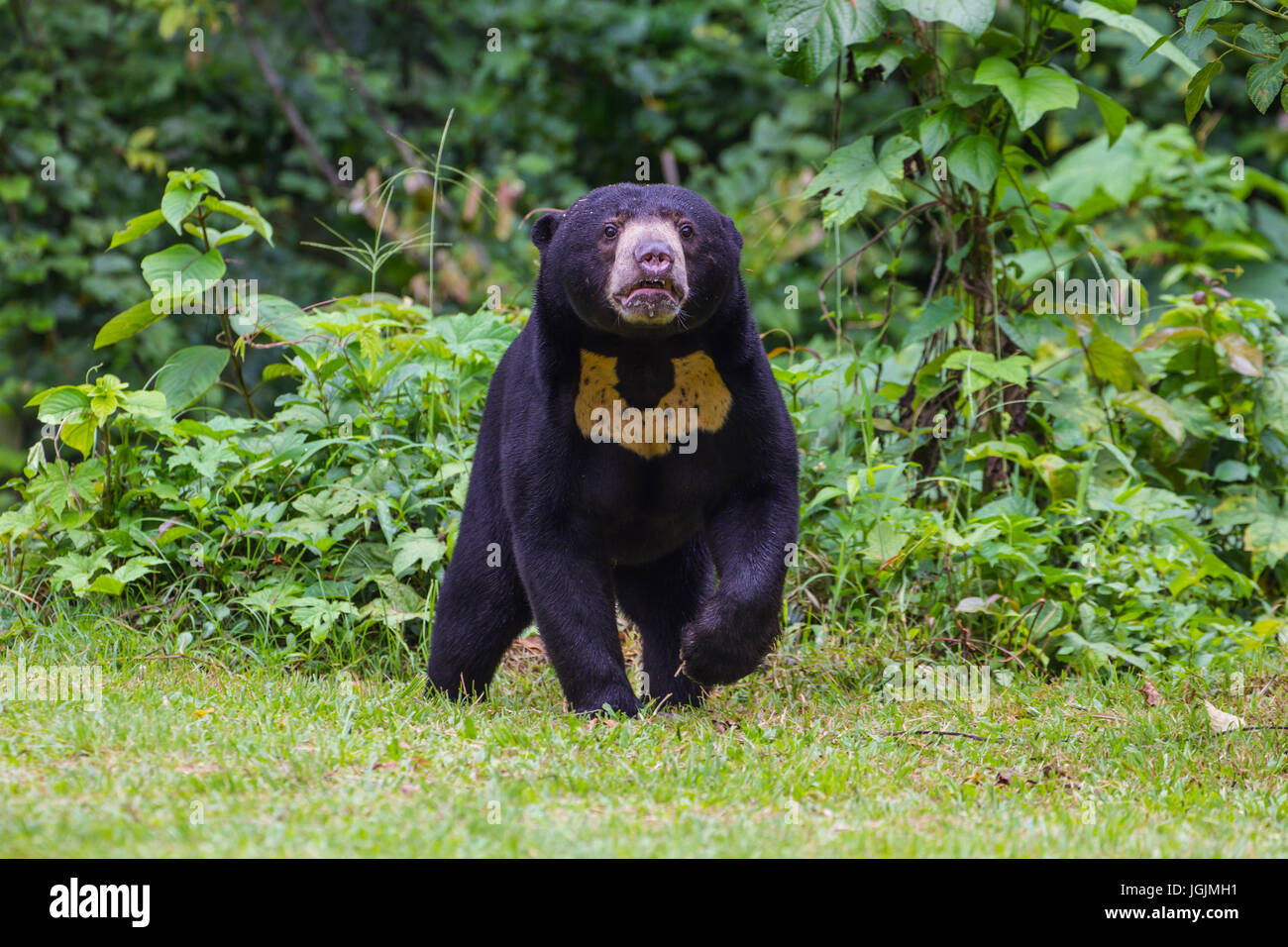 Sun: la malese di orso, Honey Bear (Ursus malayanus) in vera natura Foto Stock