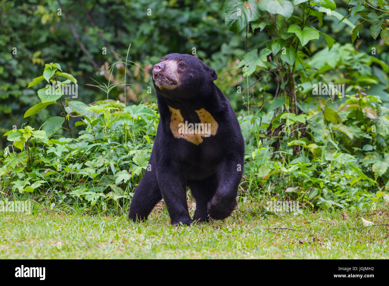 Sun: la malese di orso, Honey Bear (Ursus malayanus) in vera natura Foto Stock