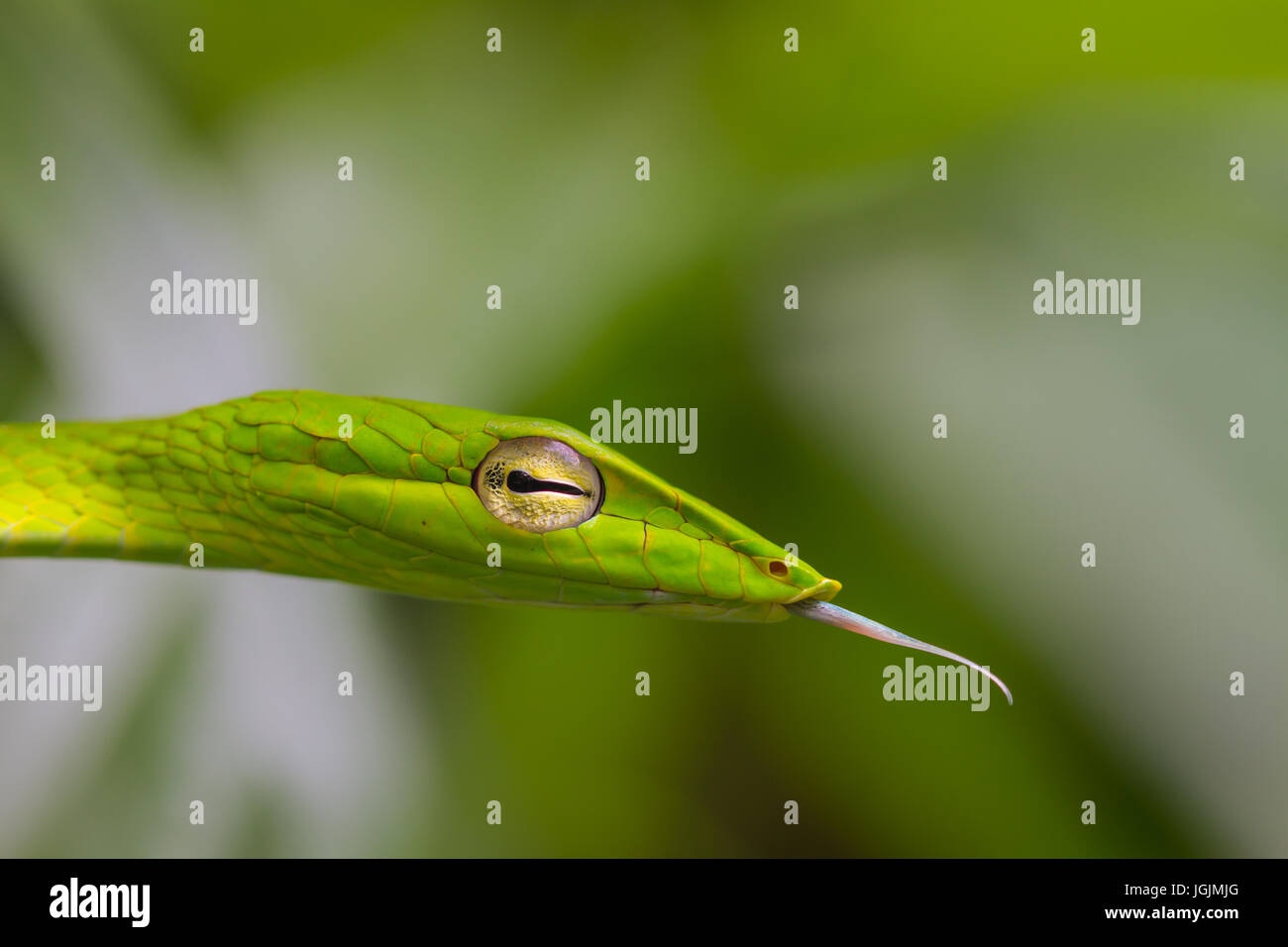 Oriental Whipsnake o Asian Vine Snake (Ahaetulla prasina) Foto Stock