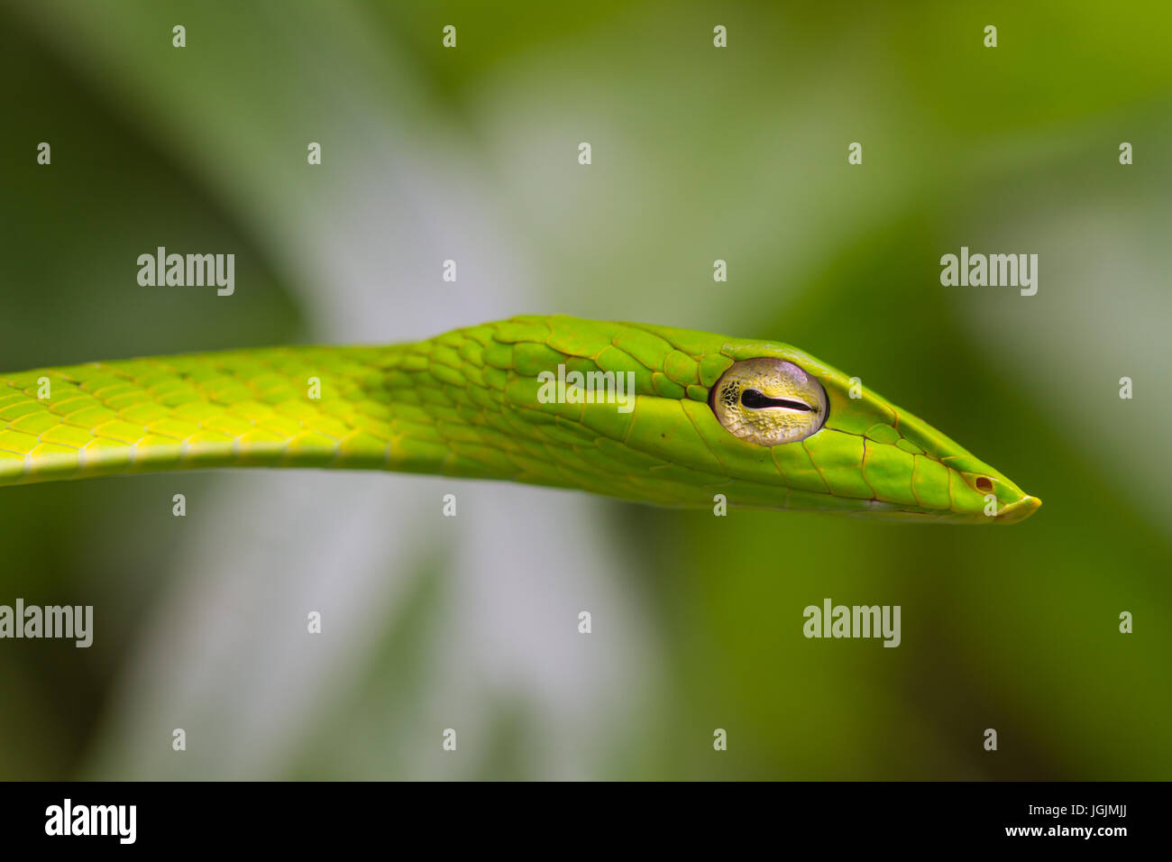 Oriental Whipsnake o Asian Vine Snake (Ahaetulla prasina) Foto Stock