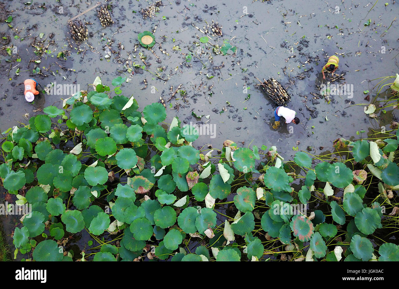 (170708) -- LIUZHOU, Luglio 8, 2017 (Xinhua) -- gli agricoltori il raccolto di radici di loto a Huaihong villaggio nel distretto di Liujiang di Liuzhou City, a sud della Cina di Guangxi Zhuang Regione autonoma, Luglio 7, 2017. Baipeng è un principale a doppia stagione lotus root regione di coltivazione in Liujiang. Di recente, circa 30.000 kg di radici di loto sono esportati verso sudest asiatico ogni giorno. (Xinhua/Li Hanchi) (wyo) Foto Stock