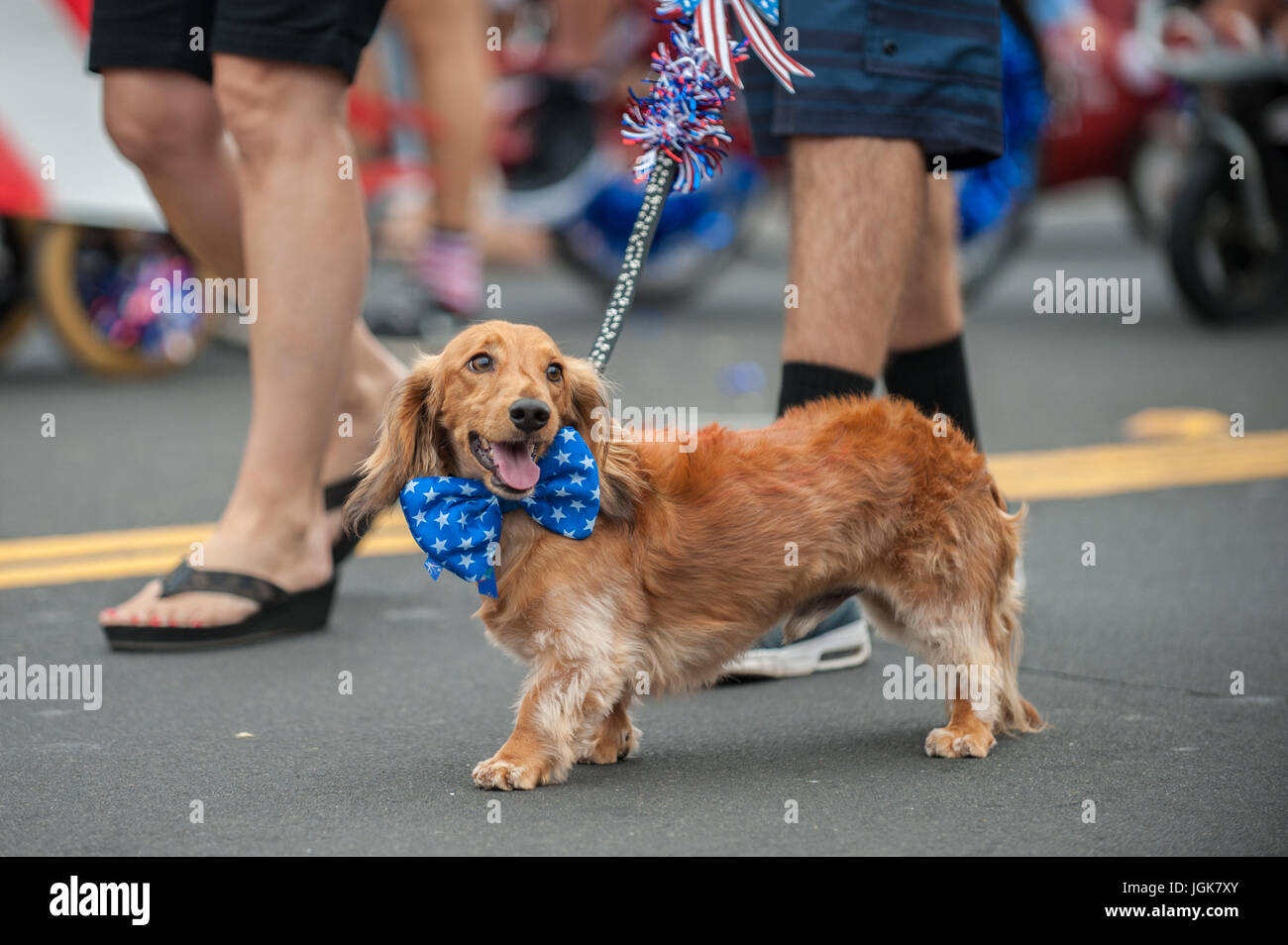 Patriottica cane bassotto camminando sulla street parade con stelle e strisce bow tie attorno al collo. Foto Stock