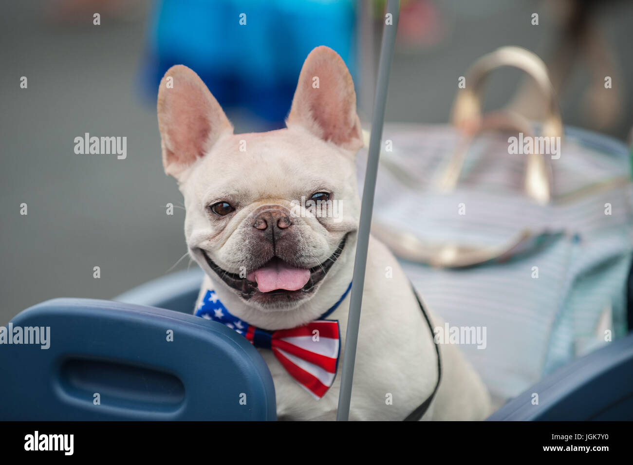 Patriottica bulldog francese sorridente con stelle e strisce bow tie attorno al collo. Foto Stock