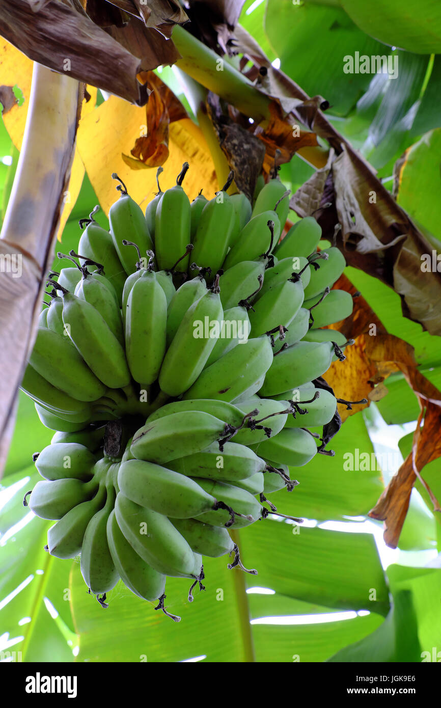 Chiusura del mazzetto di banana a farm su giorno, bella stelo con banana flower, giardino con foglia verde di frutta tropicale in Vietnam Foto Stock