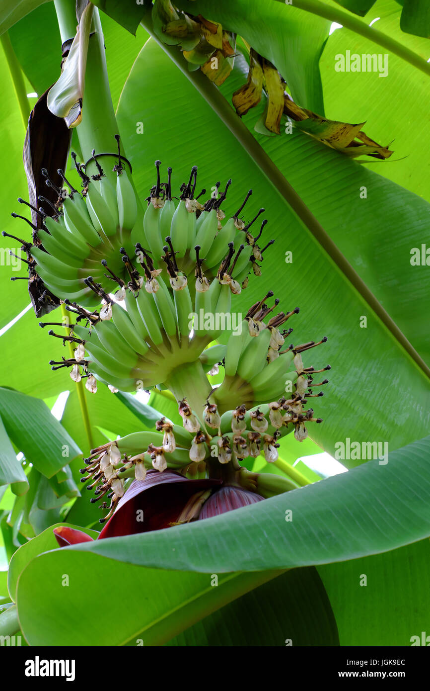 Chiusura del mazzetto di banana a farm su giorno, bella stelo con banana flower, giardino con foglia verde di frutta tropicale in Vietnam Foto Stock