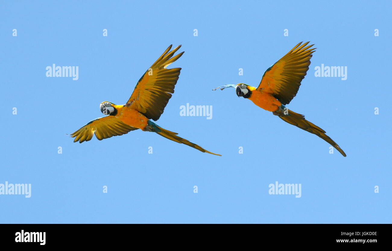 Coppia di South American blu e giallo Macaws (Ara ararauna) in stretta volo. Noto anche come blu e oro Macaw Foto Stock