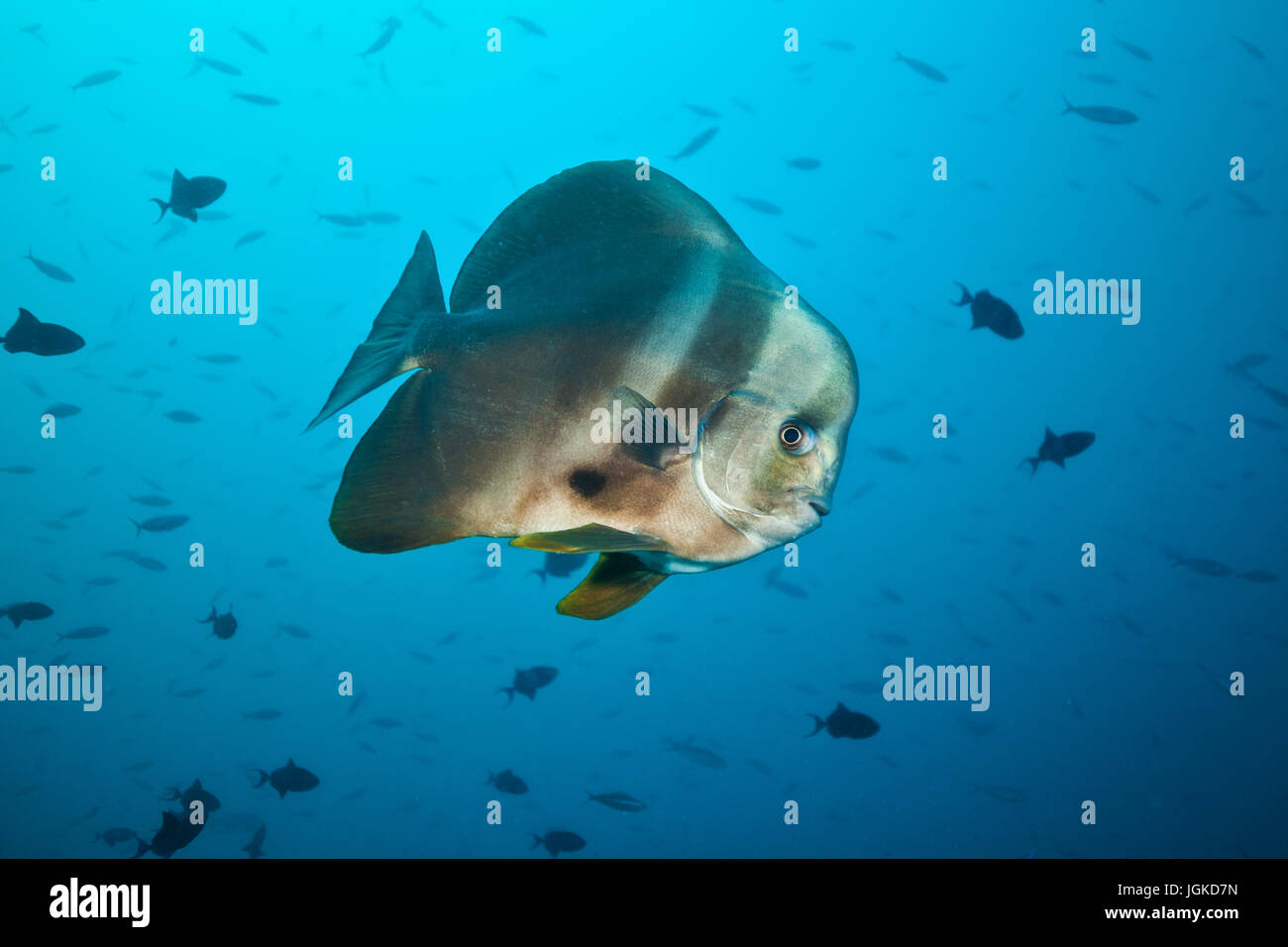 Grande pesce piatto fluttuante nel mare blu profondo, sagome di pesci di piccole dimensioni sullo sfondo Foto Stock