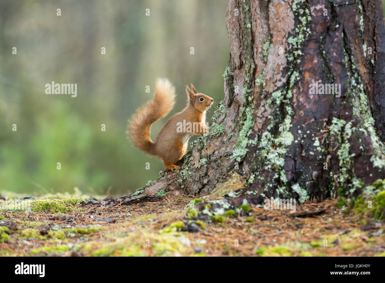 Red scoiattolo (Sciurus vulgaris) alla base di un albero di pino. Foto Stock