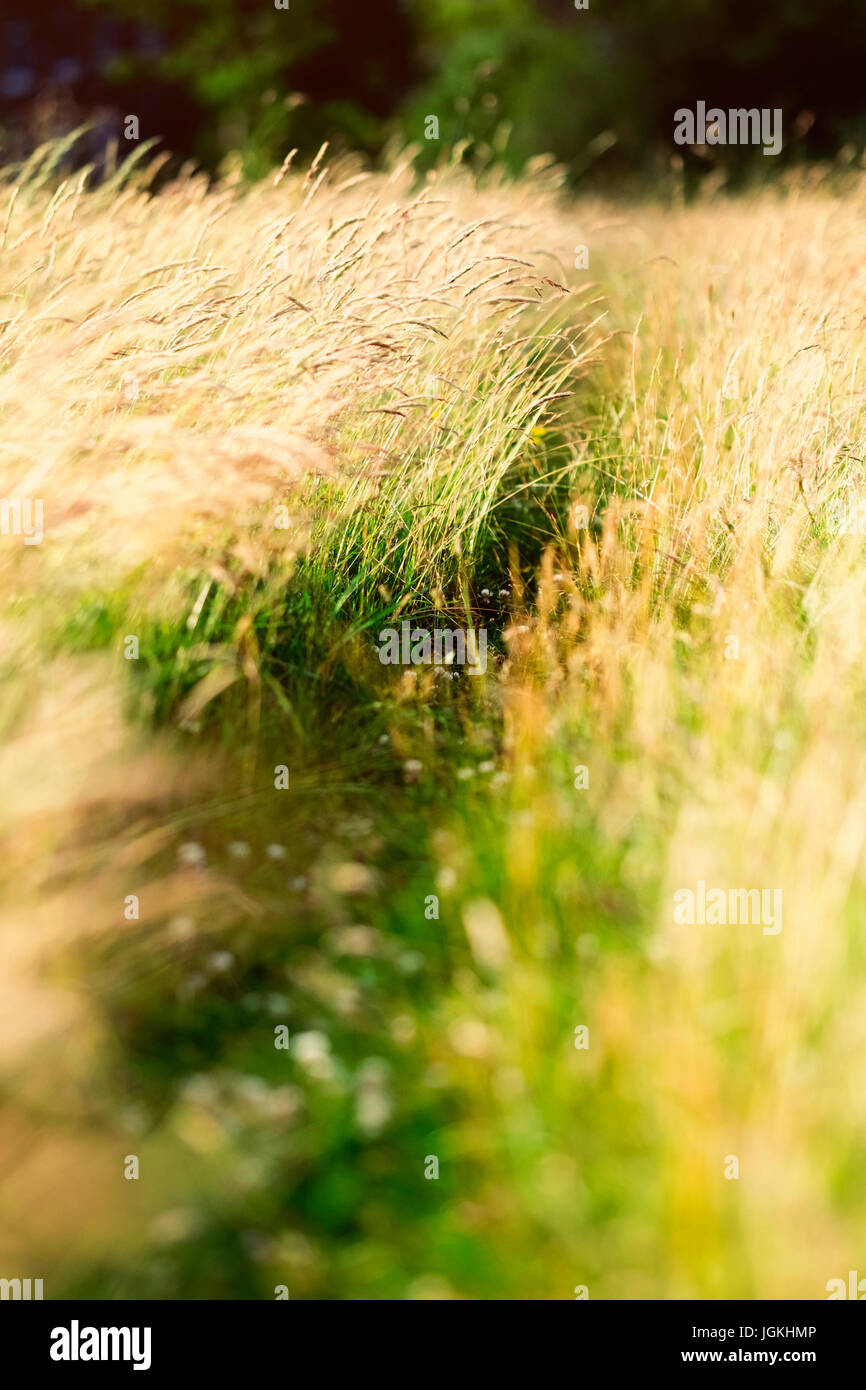 Desiderio linee nell'erba a ora d'oro Foto Stock