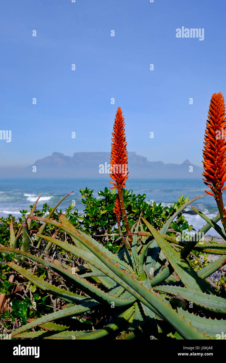 Cape Town, Sud Africa. Aloe (Aloe arborescens) fioritura sulla riva del mare con la Table Mountain in background. Foto Stock
