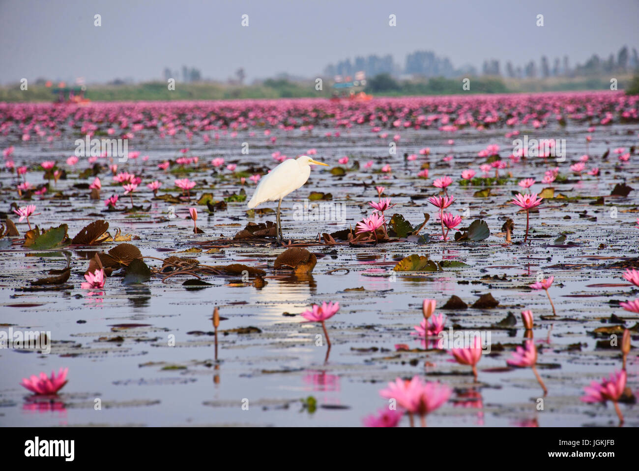 Un mare di rosa fiori di loto sul Talay Bua Daeng, il lotus lake al di fuori di Udon Thani, Thailandia Foto Stock