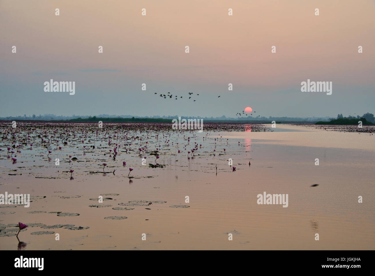 Un mare di rosa fiori di loto sul Talay Bua Daeng, il lotus lake al di fuori di Udon Thani, Thailandia Foto Stock