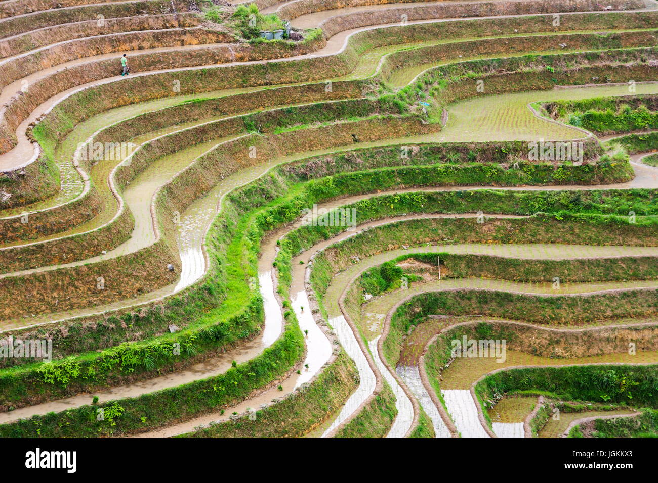 Curve di riso terrazzati in campo Longji, area di Guilin, Guangxi Cina Foto Stock