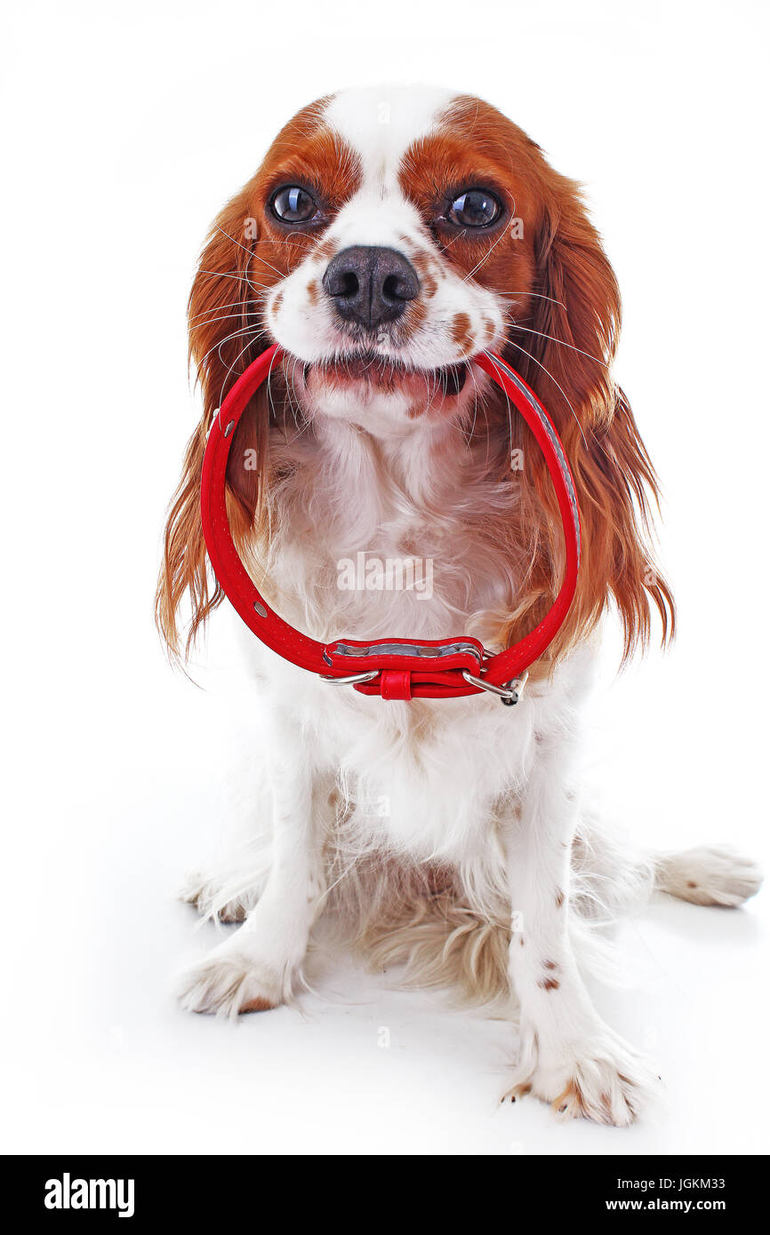 Collare per cani. Cane con collare. Evitare il cucciolo perso. Foto Stock
