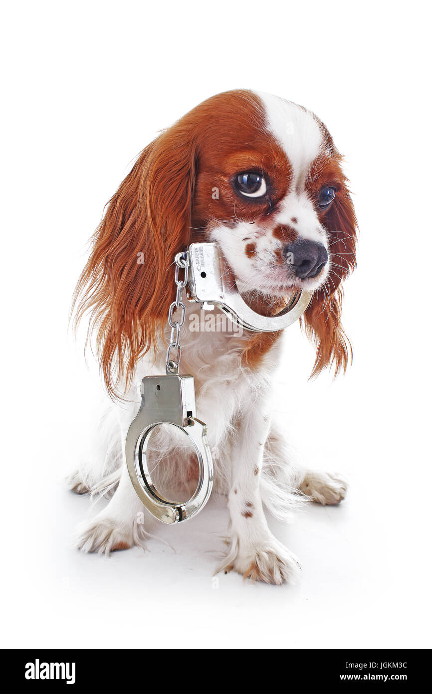 Cavalier King Charles Spaniel foto di studio contro la crudeltà nei confronti degli animali. Amare gli animali. Cane con manette illustrano la criminalità. Carino foto di pet. Foto Stock