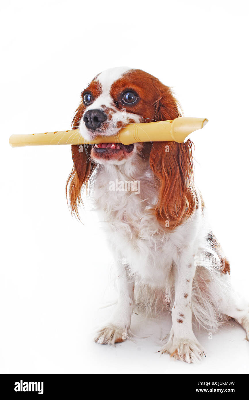 Cane con flauto. Cavalier King Charles Spaniel cane foto. Bella carino cavalier cucciolo di cane sul bianco isolato di sfondo per studio. Formati foto di pet per Foto Stock