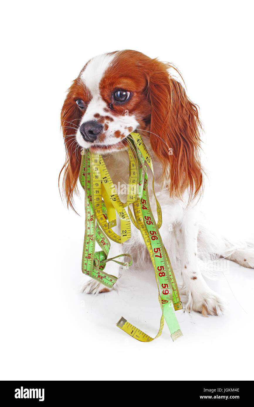 Salute animale illustrazione fitness. Carino il Cavalier King Charles Spaniel foto su sfondo bianco. Foto Stock