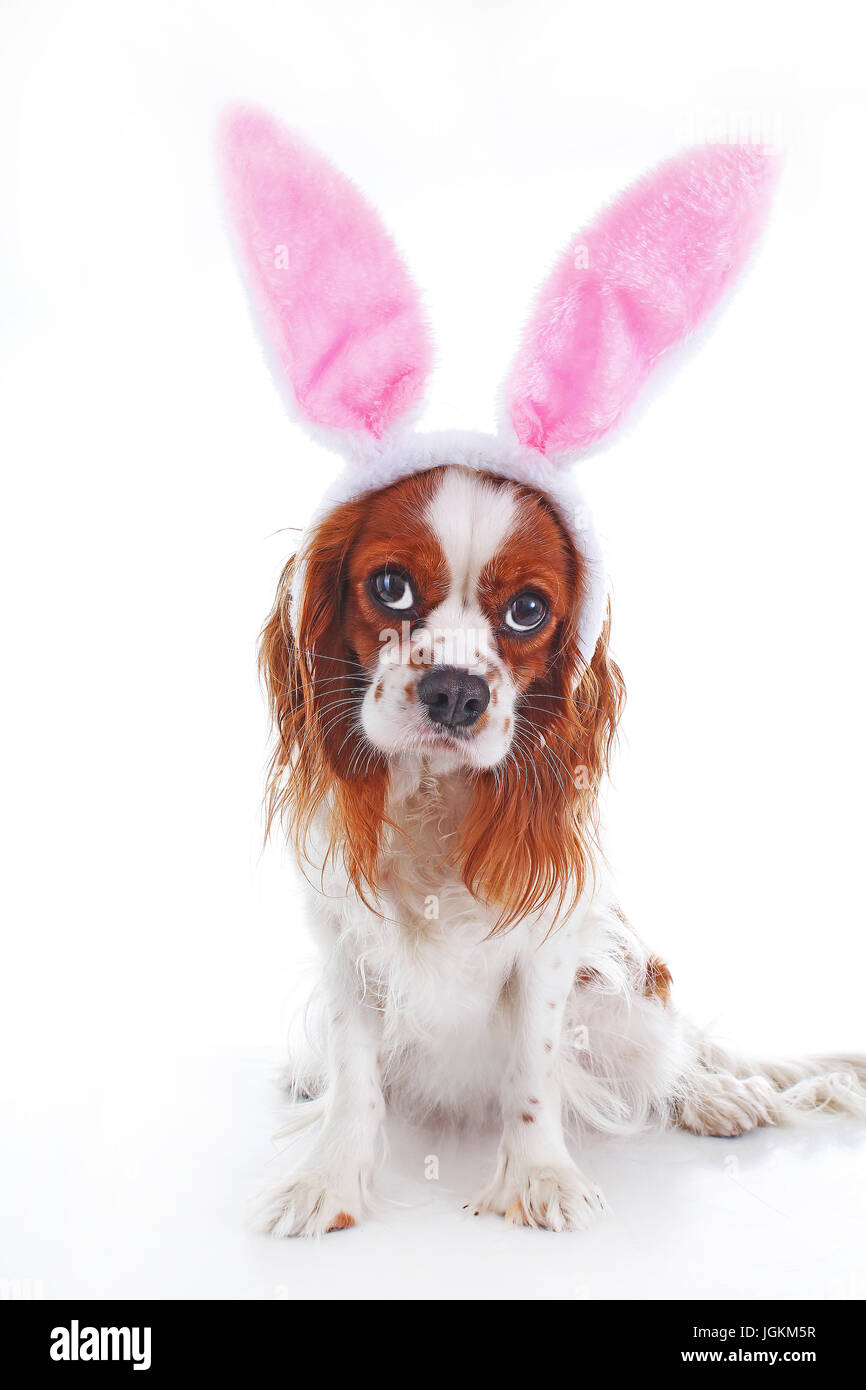 Buona Pasqua! Pasqua il concetto di cane. King Charles Spaniel con bunny orecchie di coniglio Foto Stock