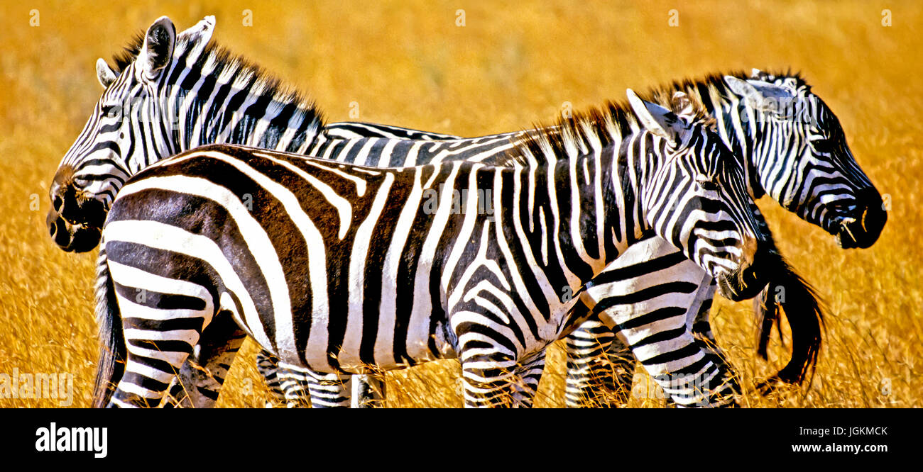 RS 7181. Sfondi; colori; colori; visualizzare, pianure zebra, Equus quagga, Masai Mara Park, Kenya, Africa orientale Foto Stock