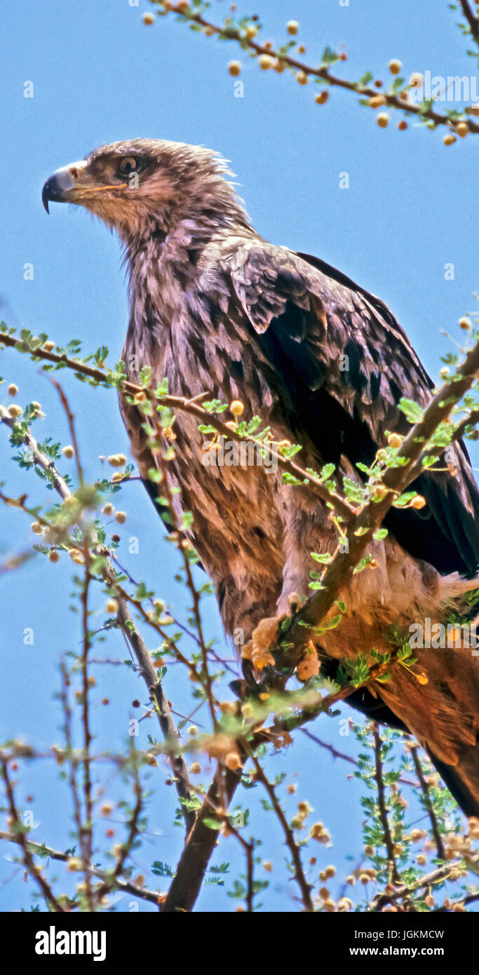 RS 7158. Sfondi; colori; colori; visualizzare, Bruno Eagle, Aquila rapax, Samburu Park, Kenya, Africa orientale Foto Stock