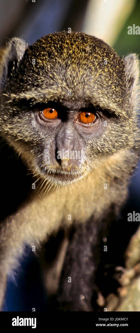 RS 7156. Sfondi; colori; colori; visualizzazione, Sykes scimmia, Cercopithecus albogularis, costa di Mombasa, in Kenya, Africa orientale Foto Stock