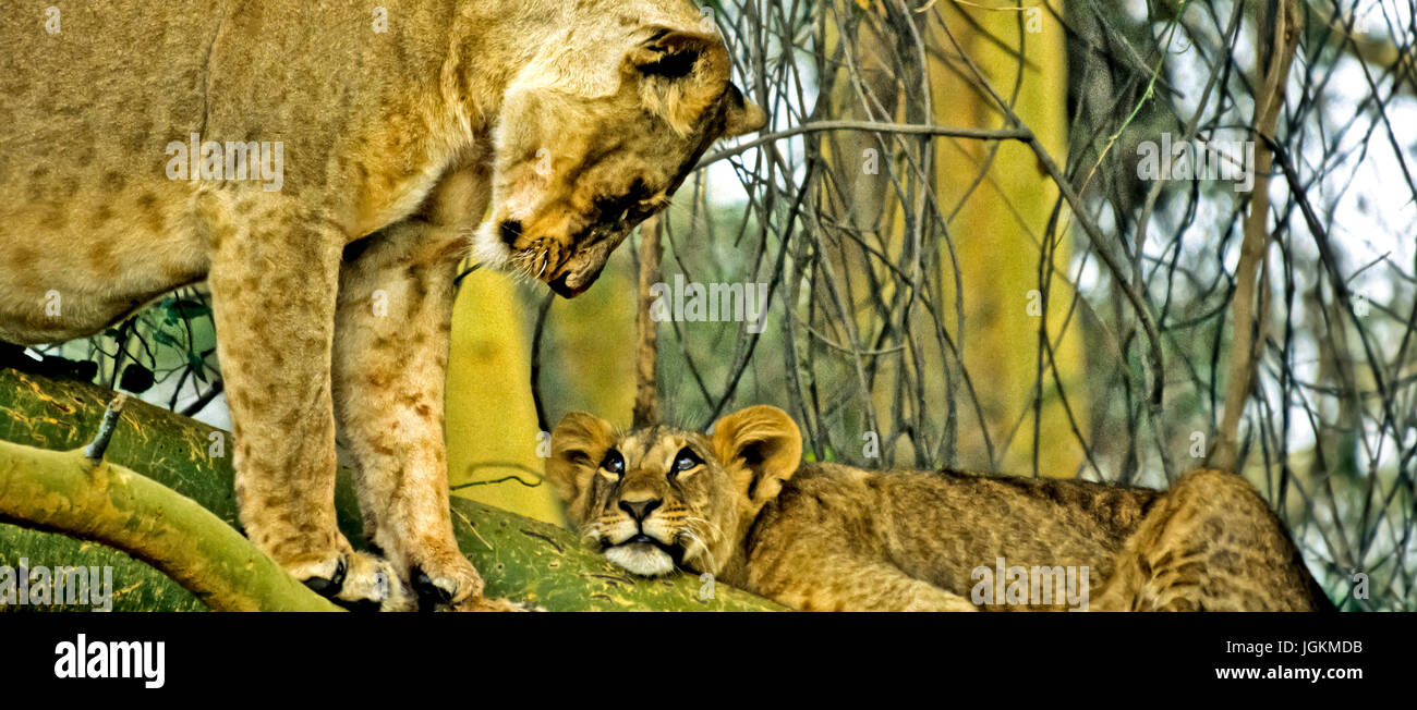 RS 7117. Sfondi; colori; colori; visualizzazione, Leonessa e cub Panthera leo, Lake Nakuru Park, Kenya, Africa orientale Foto Stock
