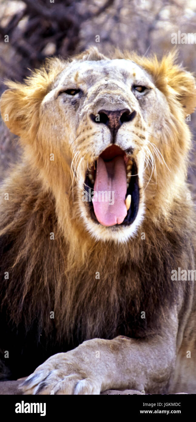 RS 7114. Sfondi; colori; colori; visualizzare, Lion Panthera leo, Samburu Park, Kenya, Africa orientale Foto Stock